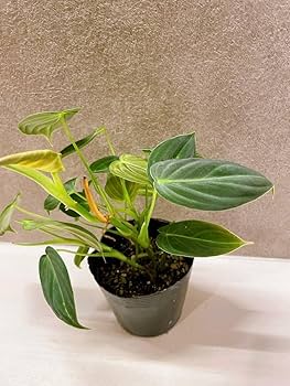 Amazon.co.jp: フィロデンドロン メラノクリサム 3.5号 : ホーム